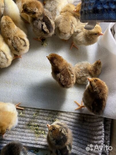 Цыплята суточные Кучинская Юбилейная