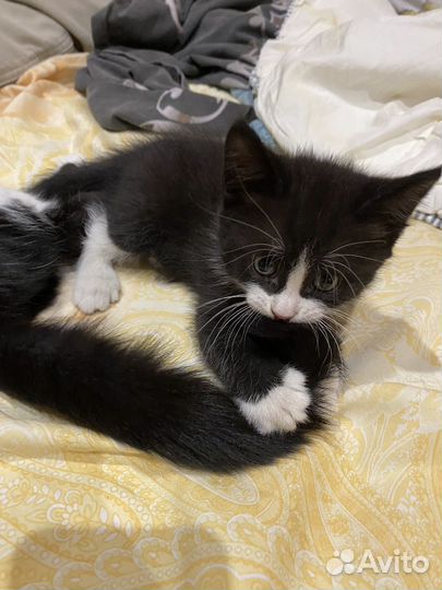 Котята мальчики 1,5 месяца