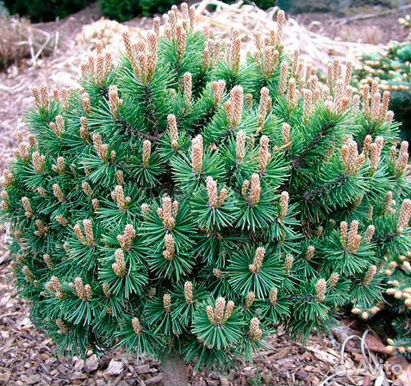 Сосны сортовые