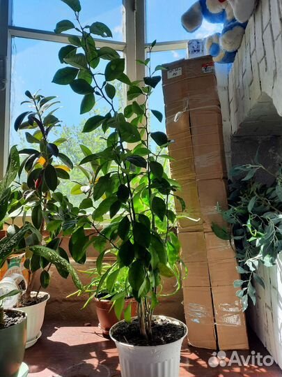 Комнатные цветы