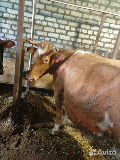 Корова высокоудойная