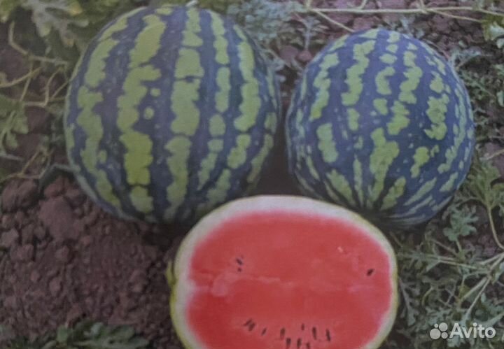 Семена арбуза