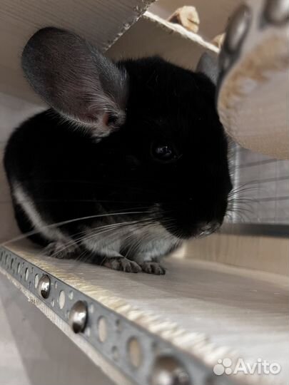 Шиншилла Черный жемчуг