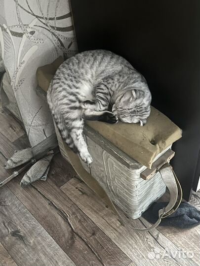 Шотландский вислоухий кот