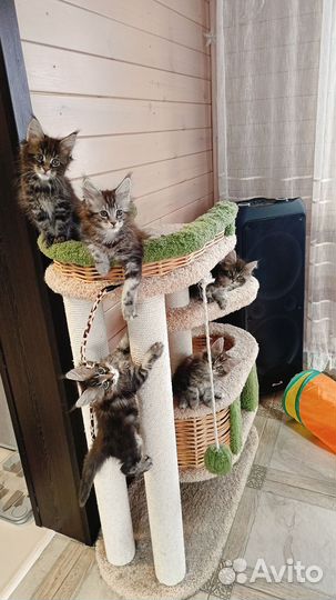 Котята мейн-кун