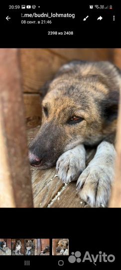 Собака Даша из приюта