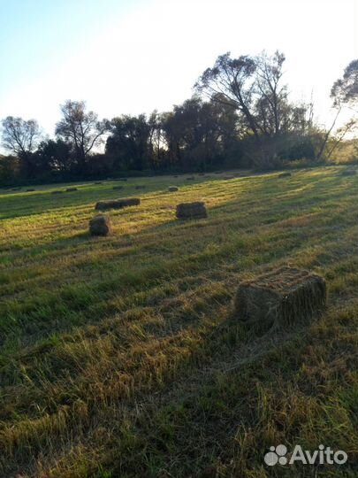 Сено в тюках