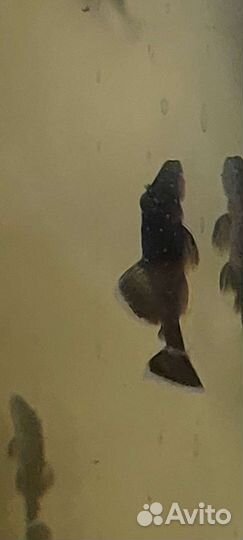 Украшение для аквариума