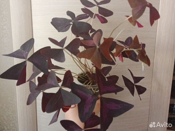 Комнатные цветы кислица