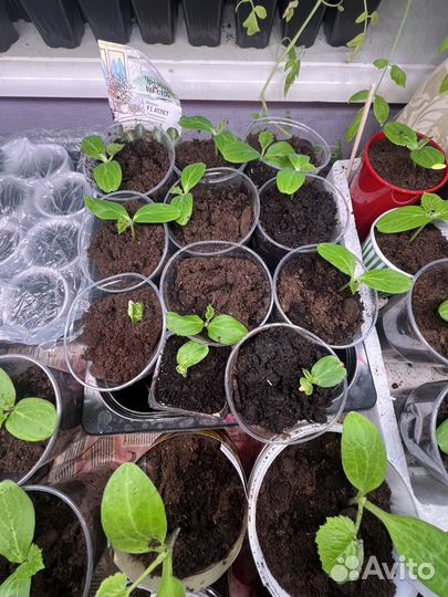 Рассада огурцов кабачков