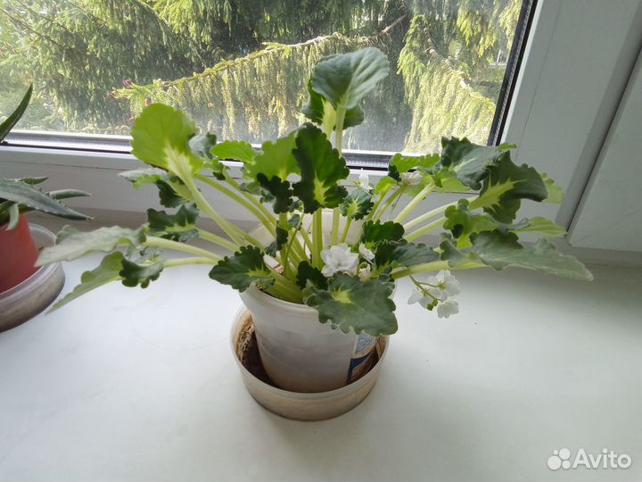 Красивые неприхотливые комнатные растения