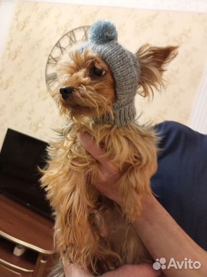 Шапочки для собак