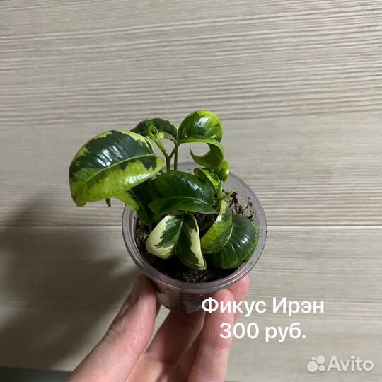 Фикусы