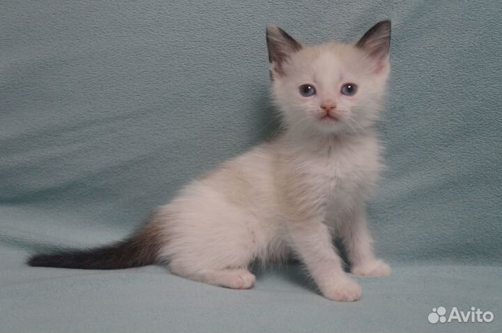 Котята в добрые руки, бесплатно