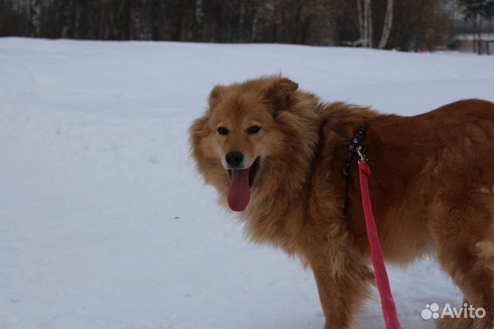 Заберите Атоса из приюта