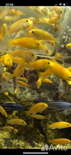 Аквариумные рыбки цихлиды
