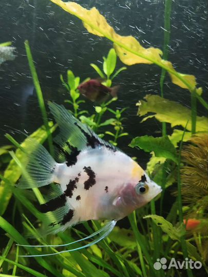 Аквариумные рыбки