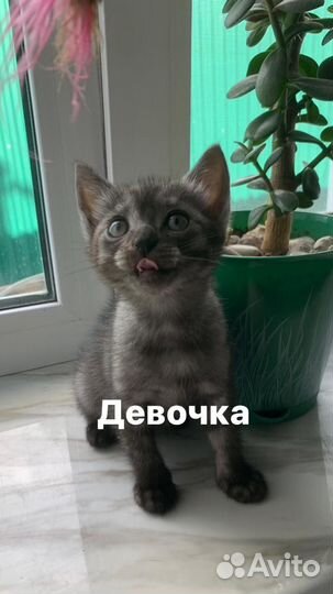 Котята мышеловы