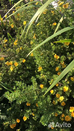 Продам лапчатку оранжевая