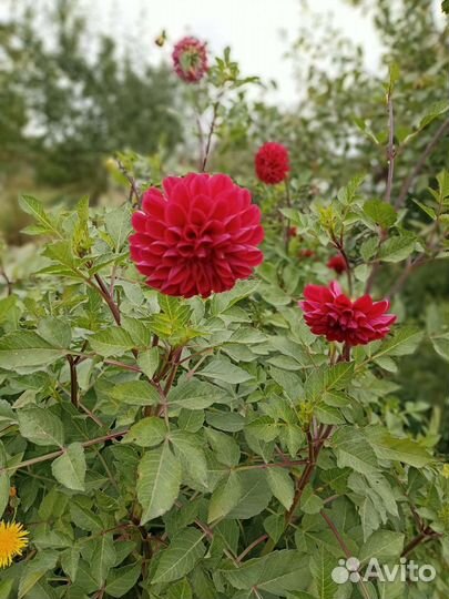 Георгины клубни