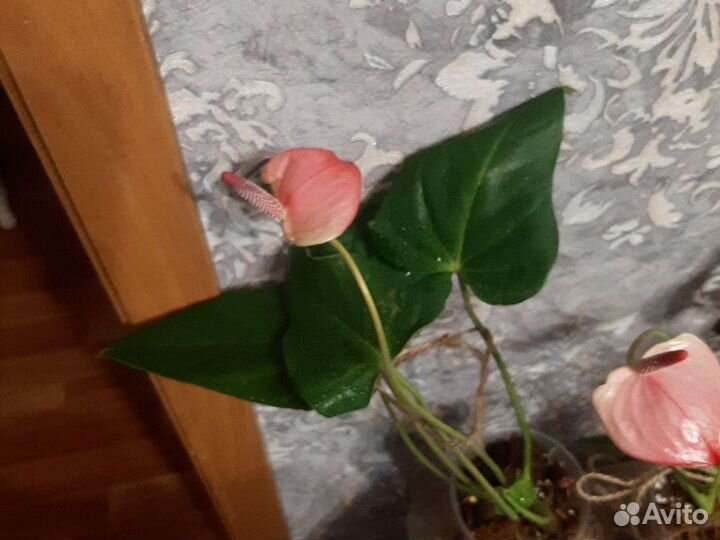 Антуриум Экзота