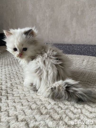 Котенок в добрые руки
