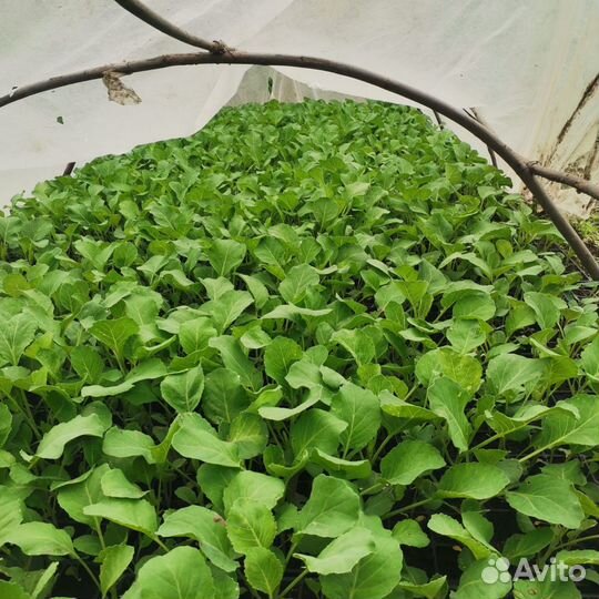 Рассада галанской капусты