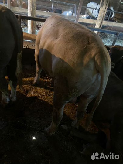 Бычки на мясо