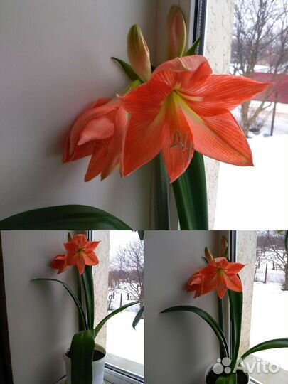 Лилия- Амариллис - Гиппеаструм