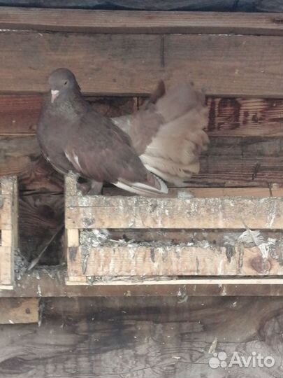 Голуби павлины