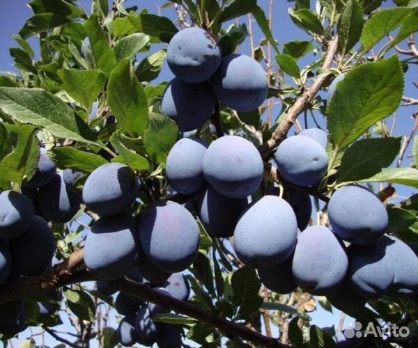 Слива Чачагская ранняя