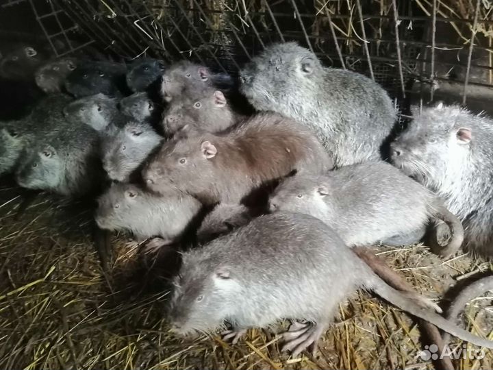 Нутрии на племя