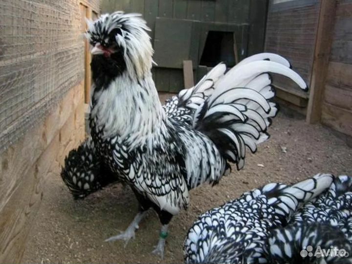 Суточные и подрощенные цыплята