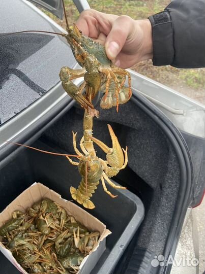 Донские удачные раки