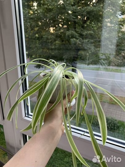 Комнатные растения