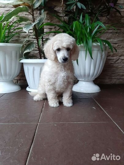 Малый пудель