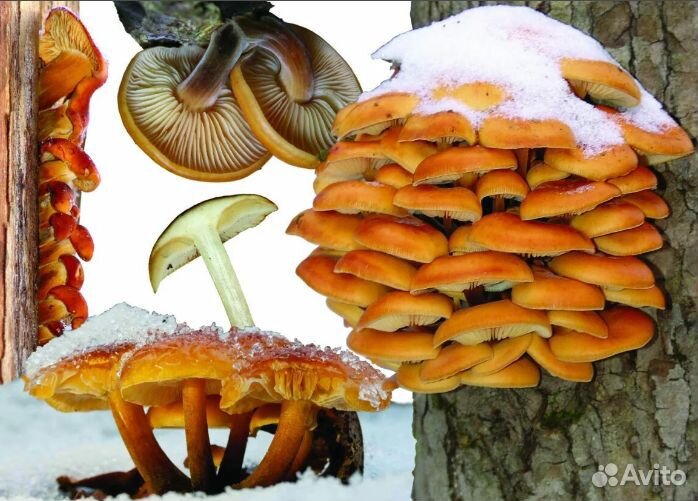 Готовые созревшие блоки опят зимних (фламмулины)