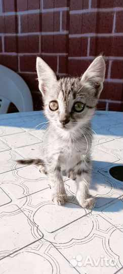 Кошка крысоловка в добрые руки