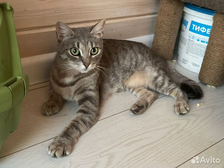 Кошка Серёжка в добрые руки