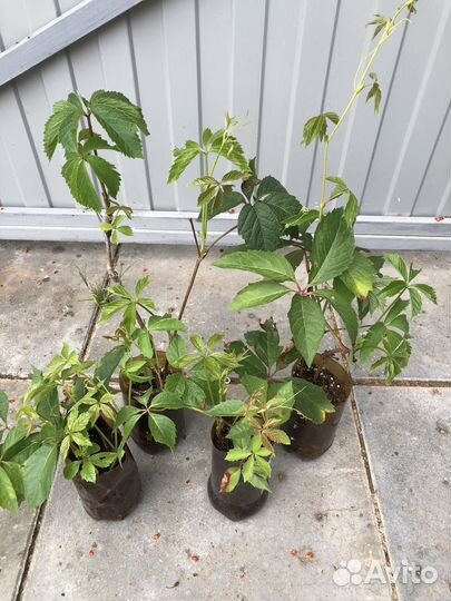 Саженцы девичий виноград