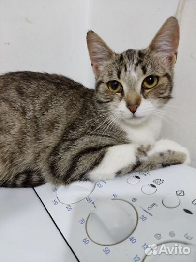 Котенок девочка в добрые руки