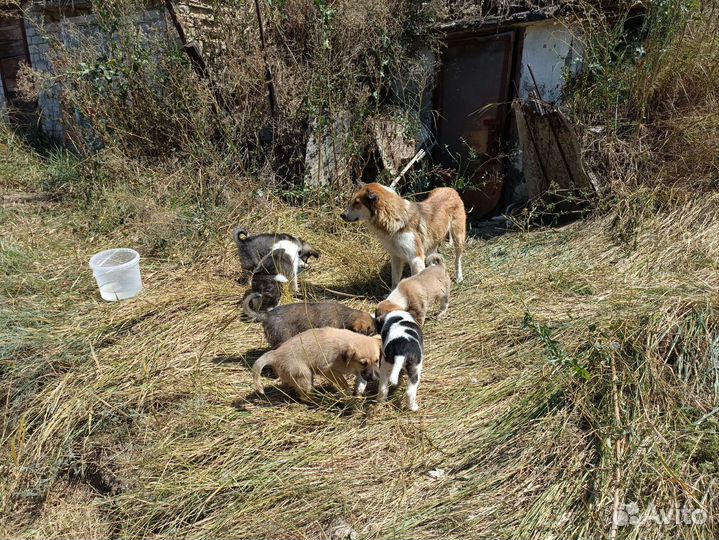Щенки