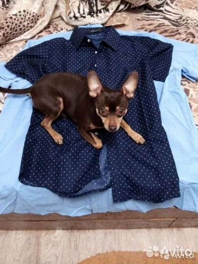 Той-терьер вязка