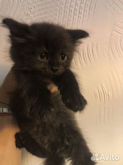 Милые котята ищут дом)