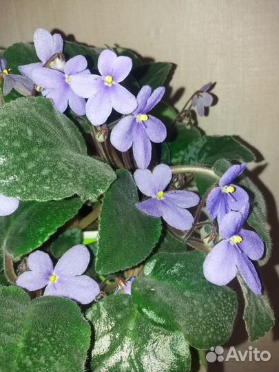 Фиалка с горшком- кашпо фиолет