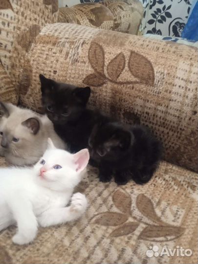 Котята в добрые руки