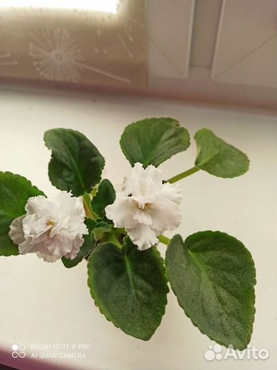 Детки сортовых фиалок