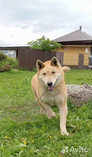 Собака в добрые руки. Золотой