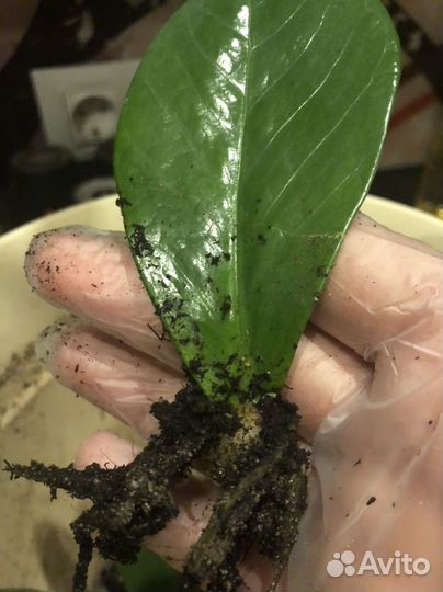 Замиокулькас