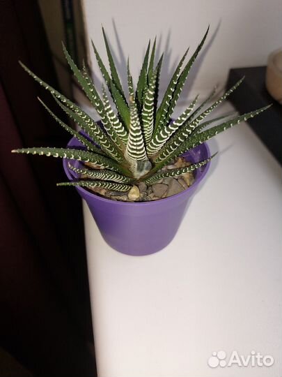 Суккуленты